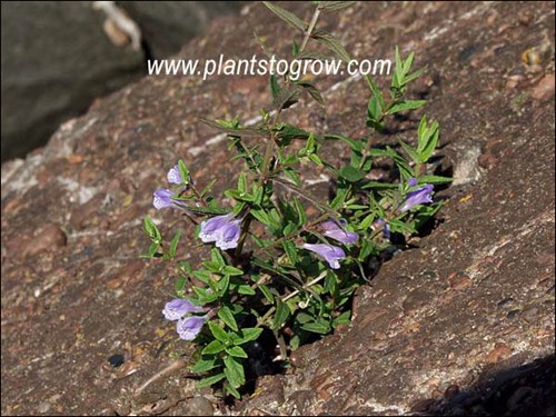 A crack in the side of a granite sea wall of the harbor entry to Superior, Wisconsin (USA) provide a place for this plant to take hold.